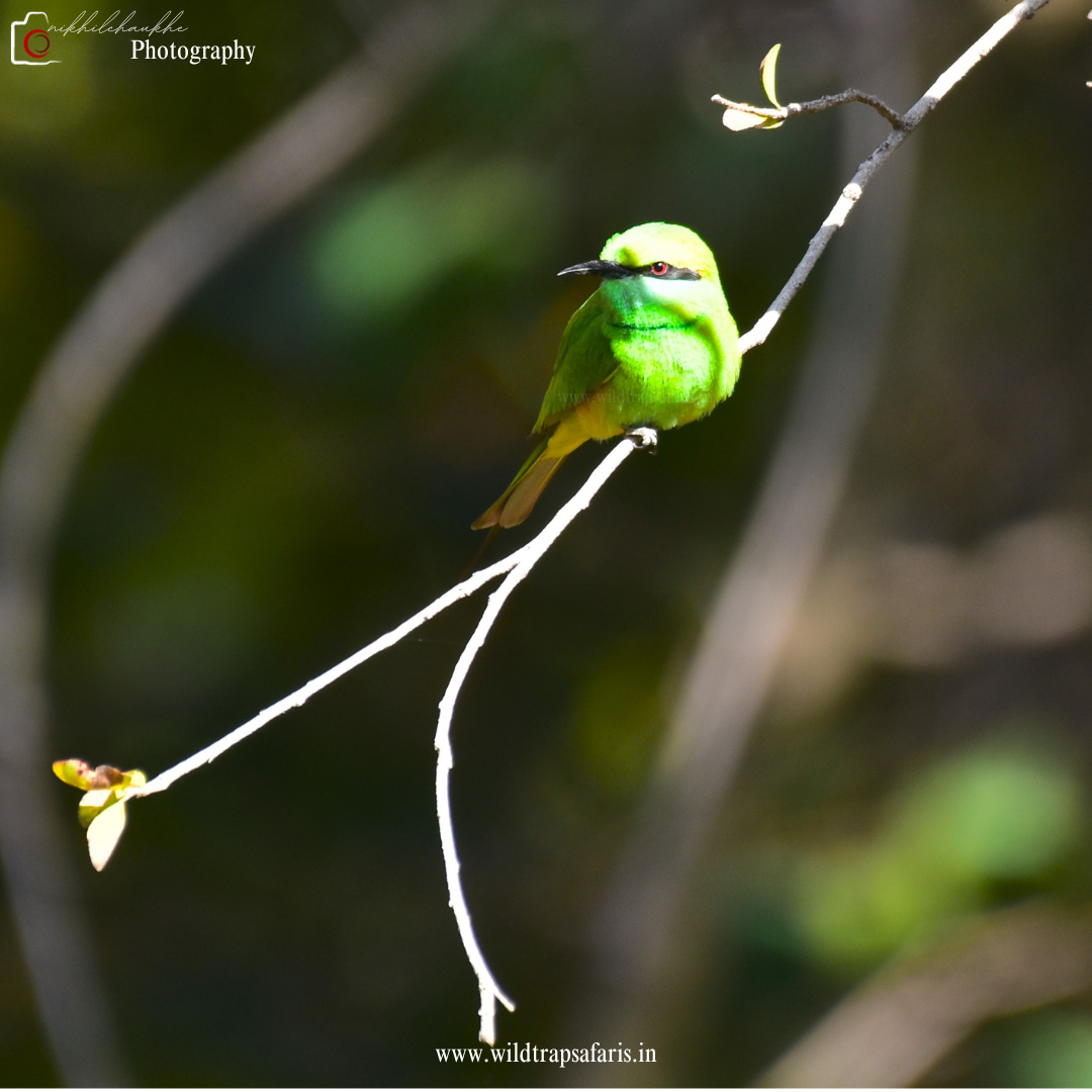 Green Bee Eater 2 w