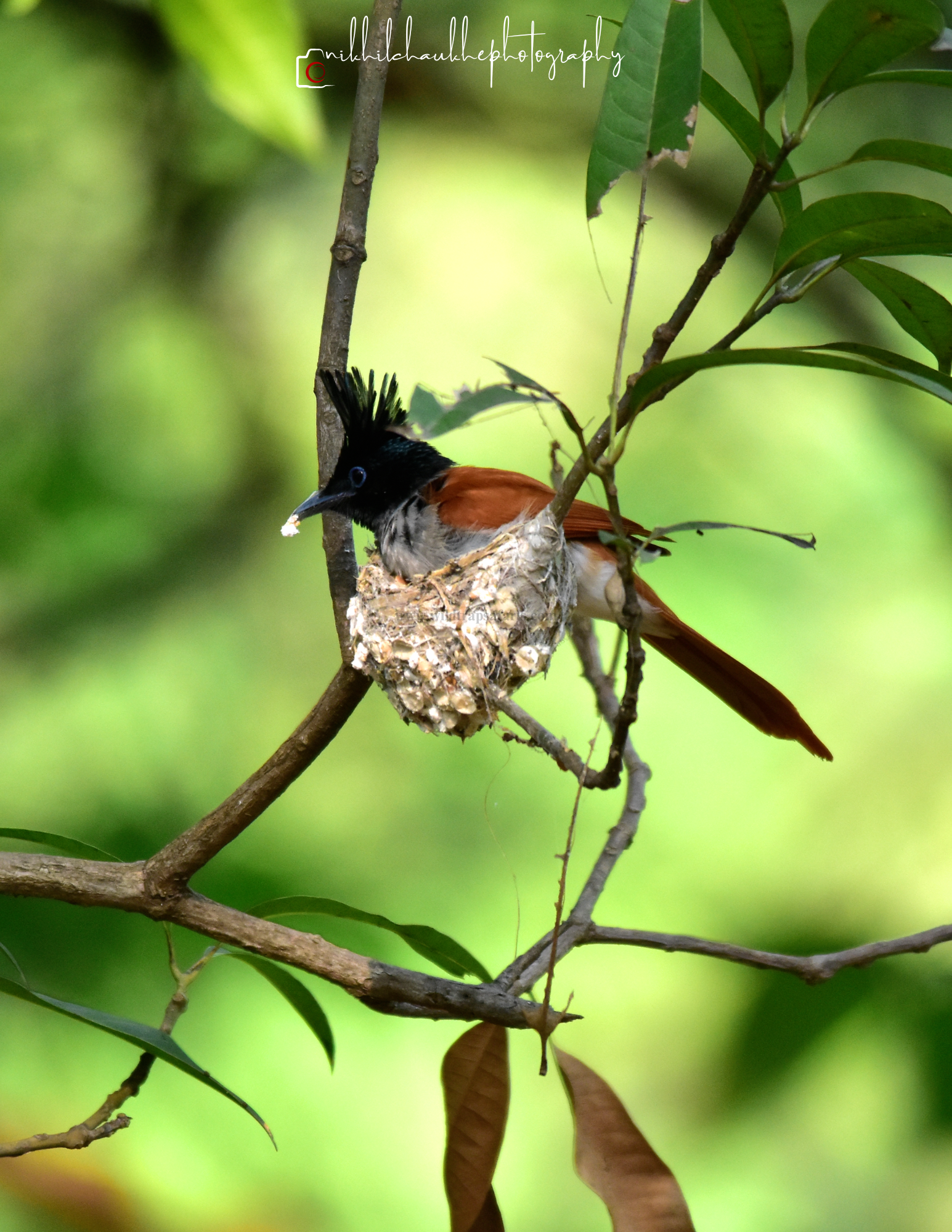 Paradise Flycatcher f W