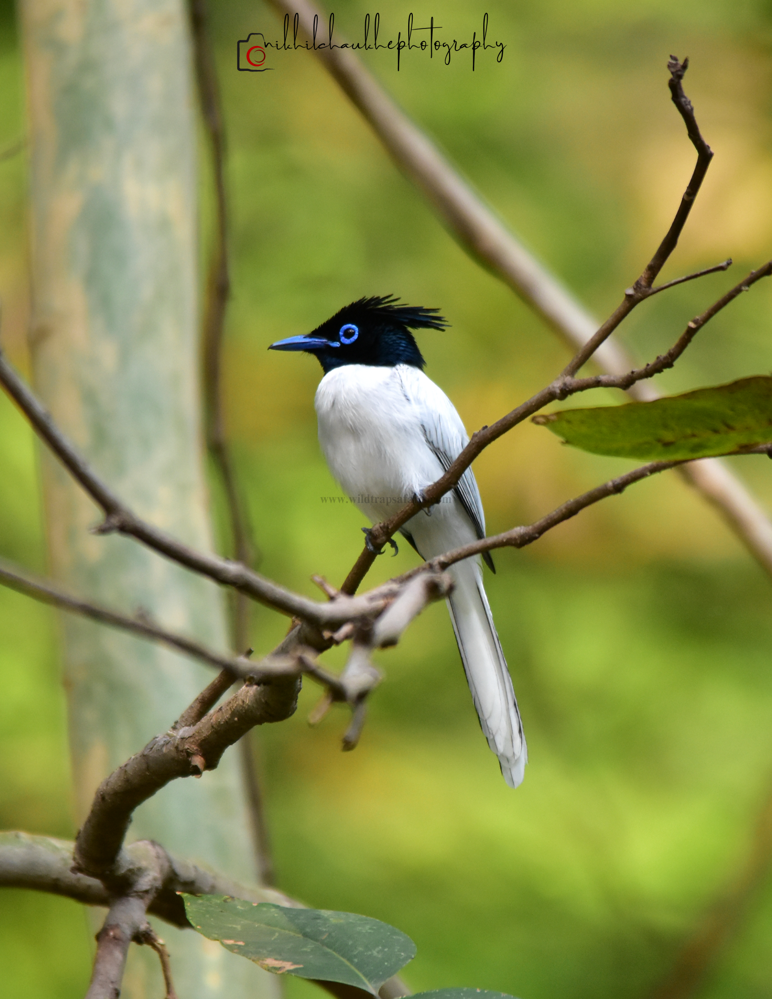 Paradise Flycatcher w