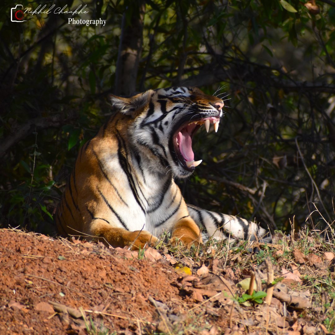 Roma Female tiger