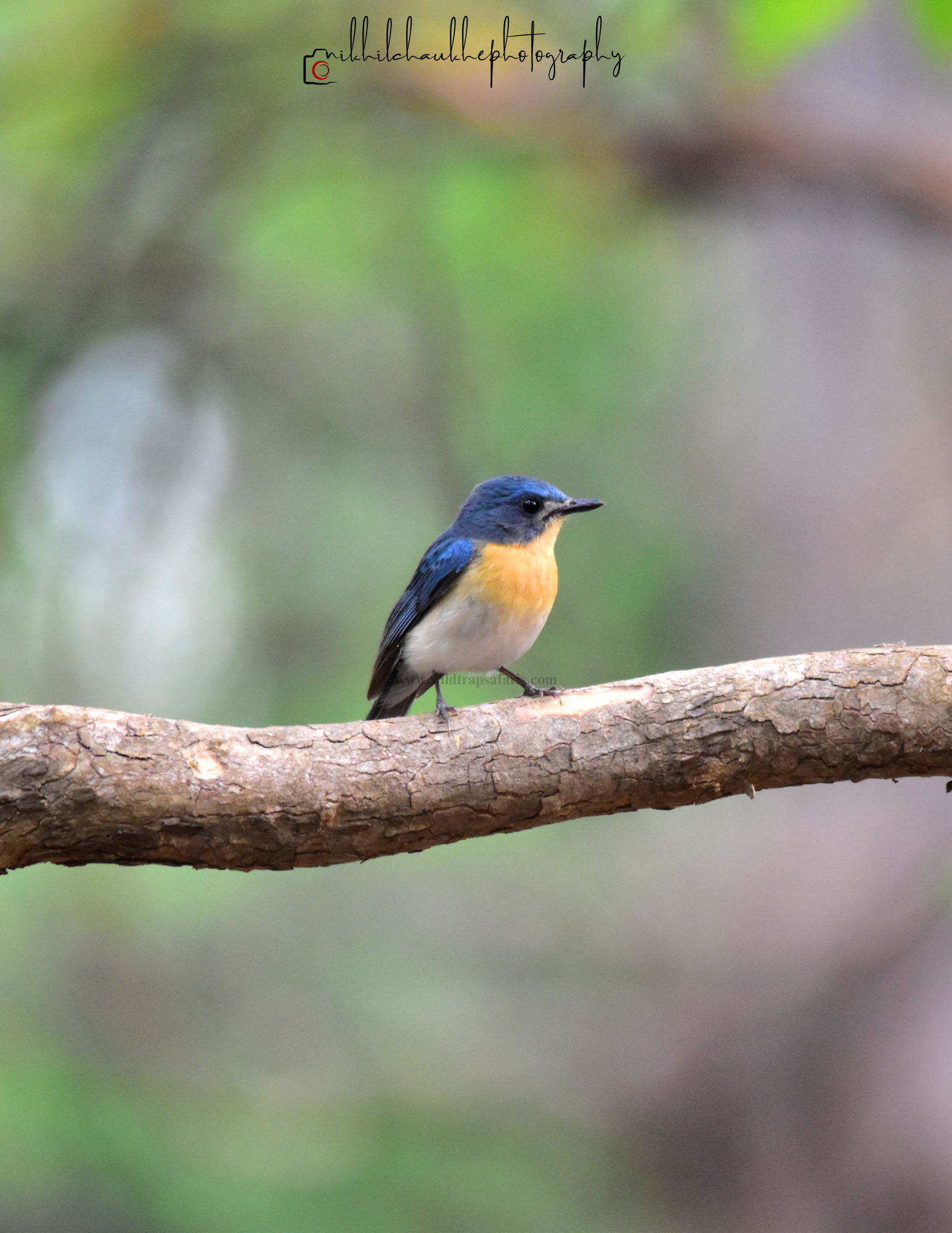 Tickels Blue Flycatcher w