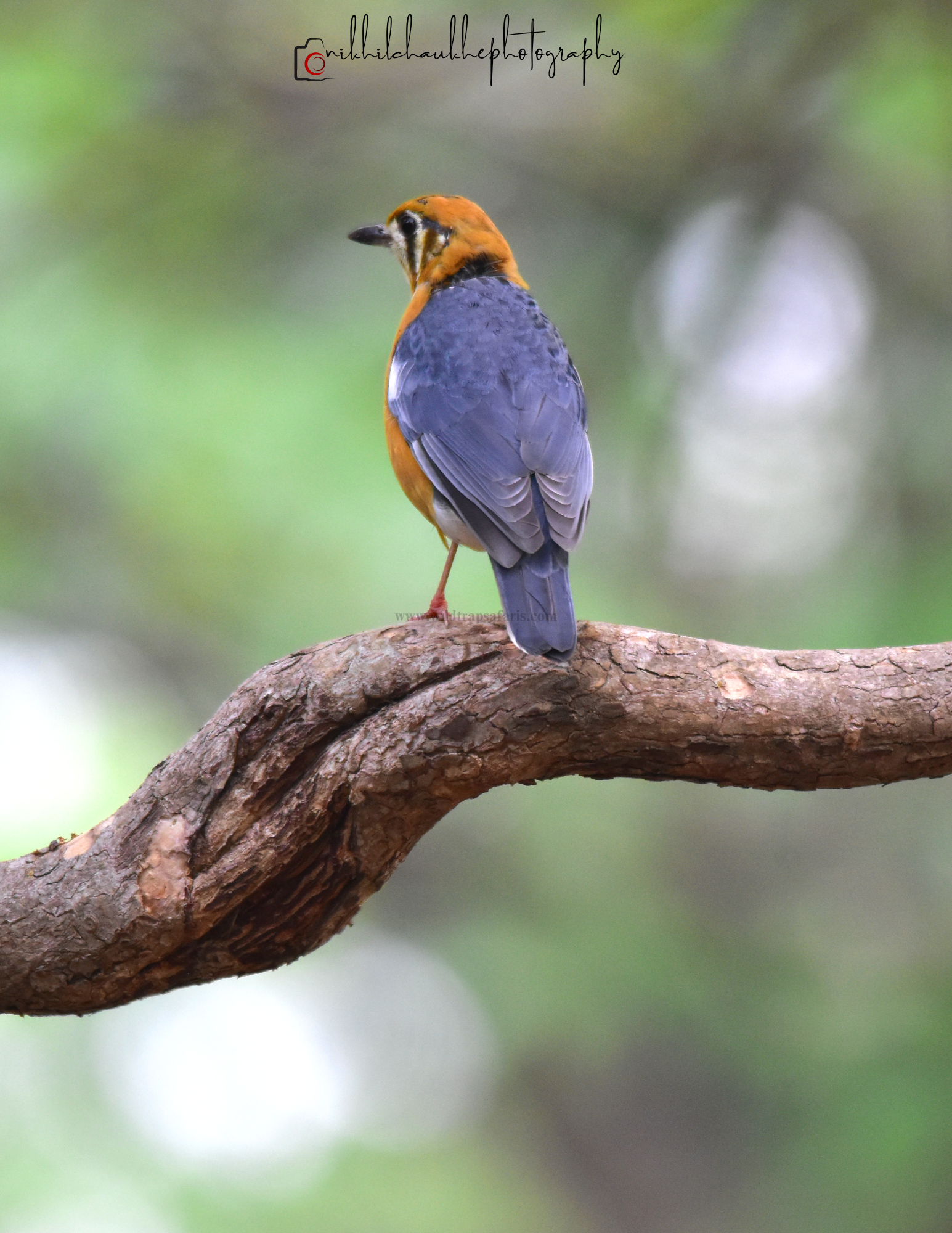 orange headed Thrush b w